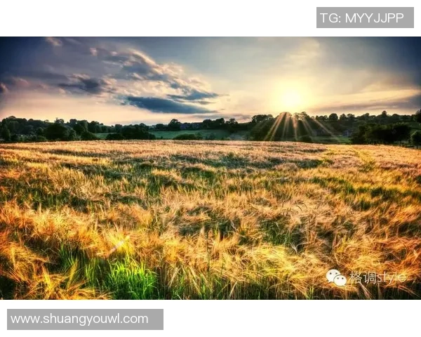 《从街头到绿茵场:一个足球天才的崛起与奋斗历程》 《从街头到绿茵场:一个足球天才的崛起与奋斗历程》